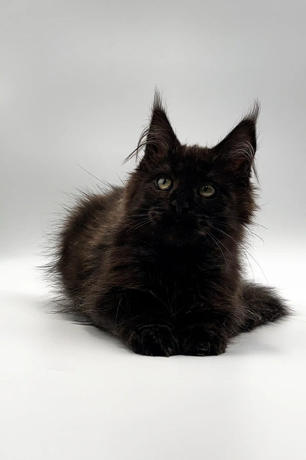 Black Maine Coon kitten named Latisha with striking green eyes and tufted ears