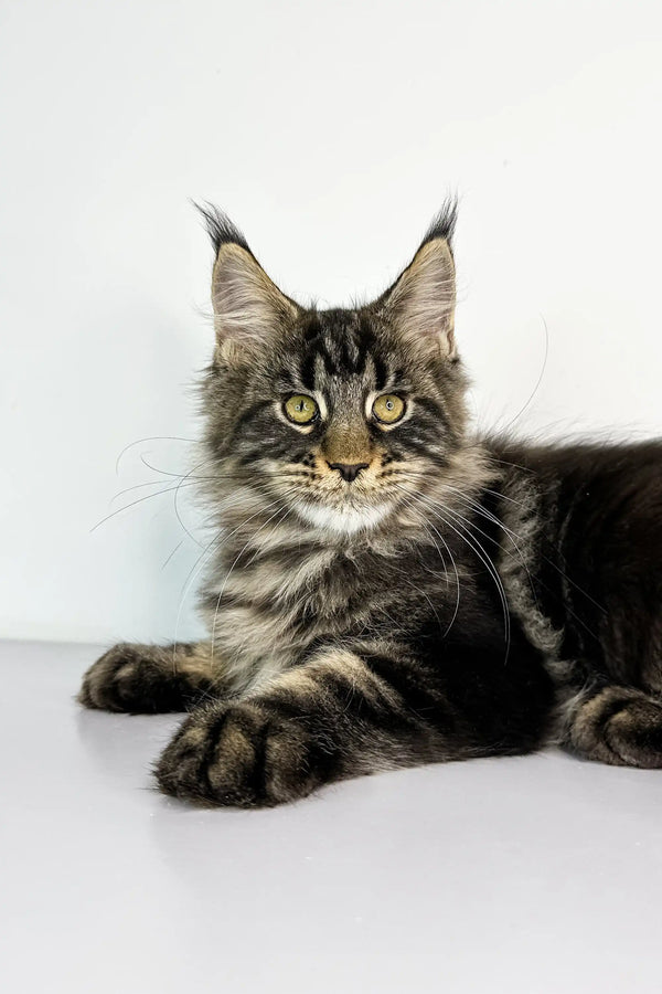 Maine Coon kitten Latta with unique ear tufts and cute tabby markings relaxing
