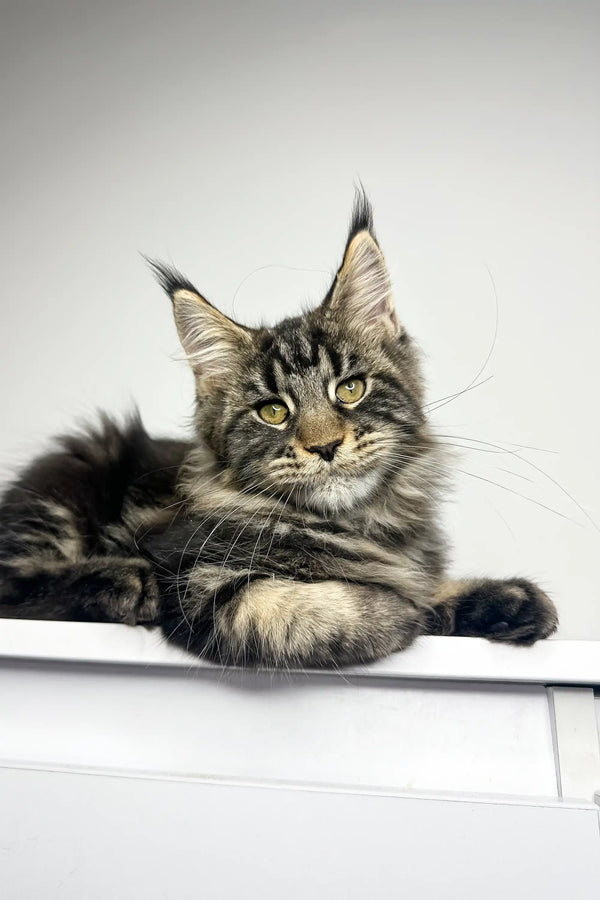 Maine Coon kitten Latta with striking green eyes and silver-gray tabby fur