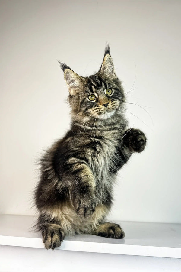 Maine Coon kitten with striped gray fur sitting upright and raising a paw