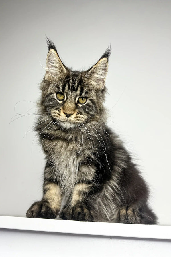 Majestic Maine Coon kitten named Latta with long fur and cute ear tufts
