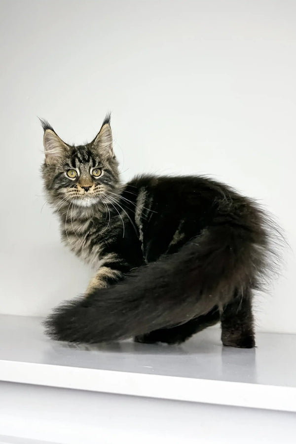 Majestic Maine Coon kitten with fluffy fur and unique tabby patterns in Latta product