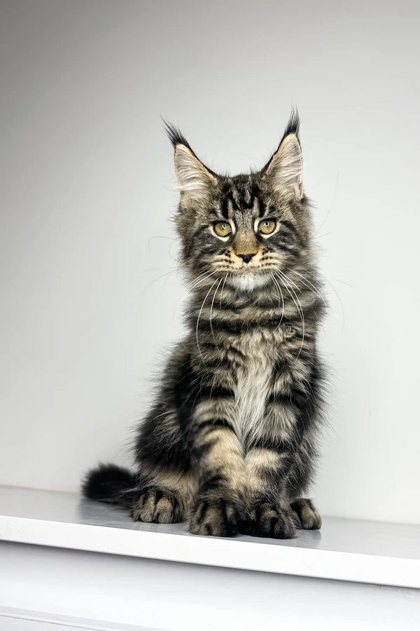 Majestic Maine Coon kitten with tabby markings and cute ear tufts, perfect for cuddles