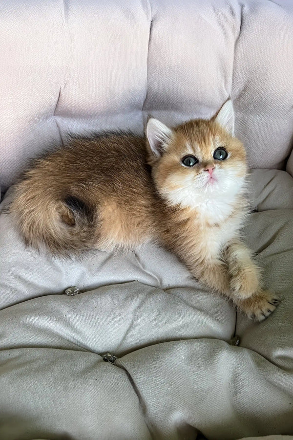 Laura | british shorthair kitten