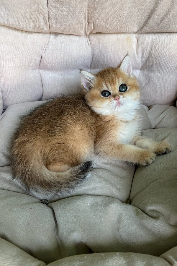 Laura | british shorthair kitten