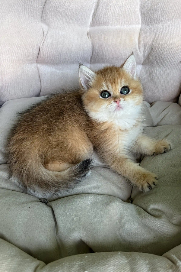 Laura | british shorthair kitten