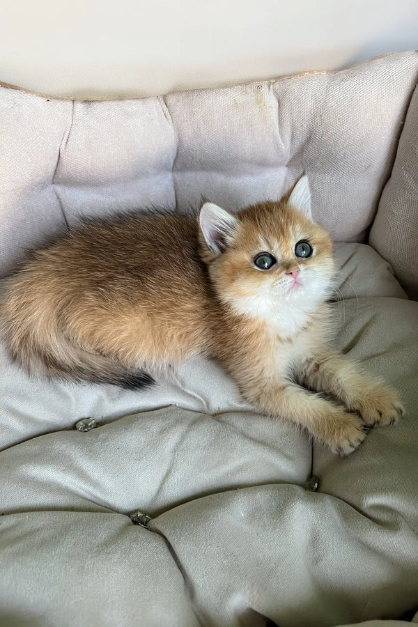 Laura | british shorthair kitten