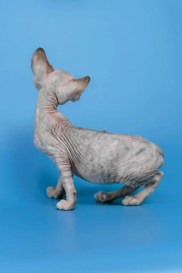Laura | canadian sphynx kitten