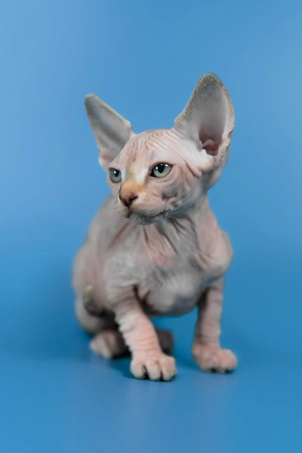 Laura | canadian sphynx kitten
