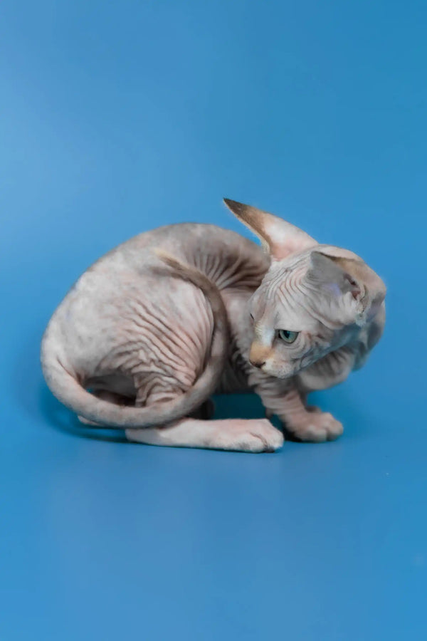 Laura | canadian sphynx kitten