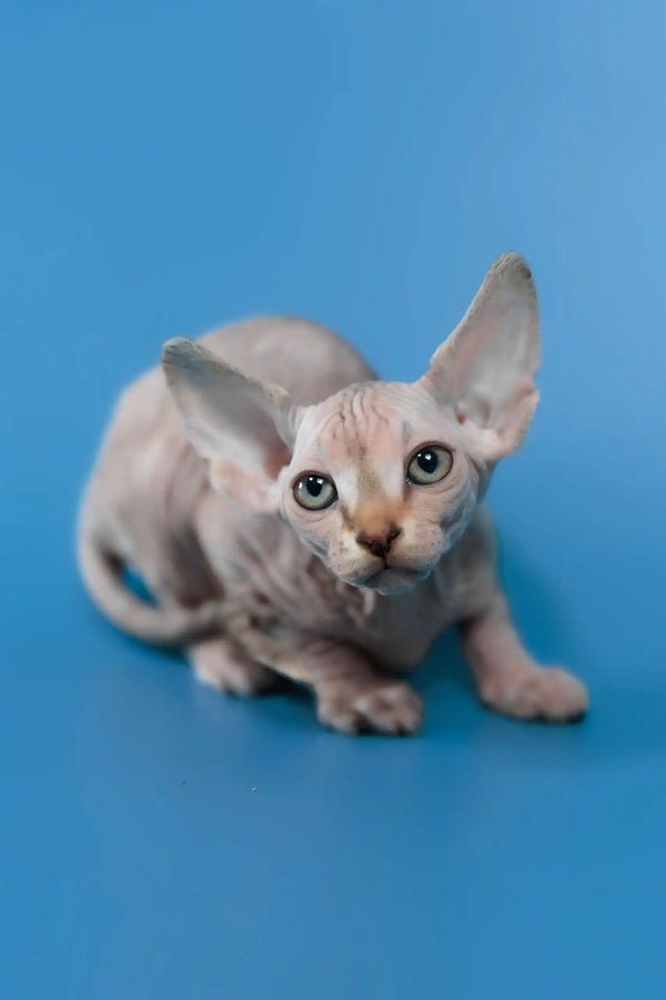 Laura | canadian sphynx kitten