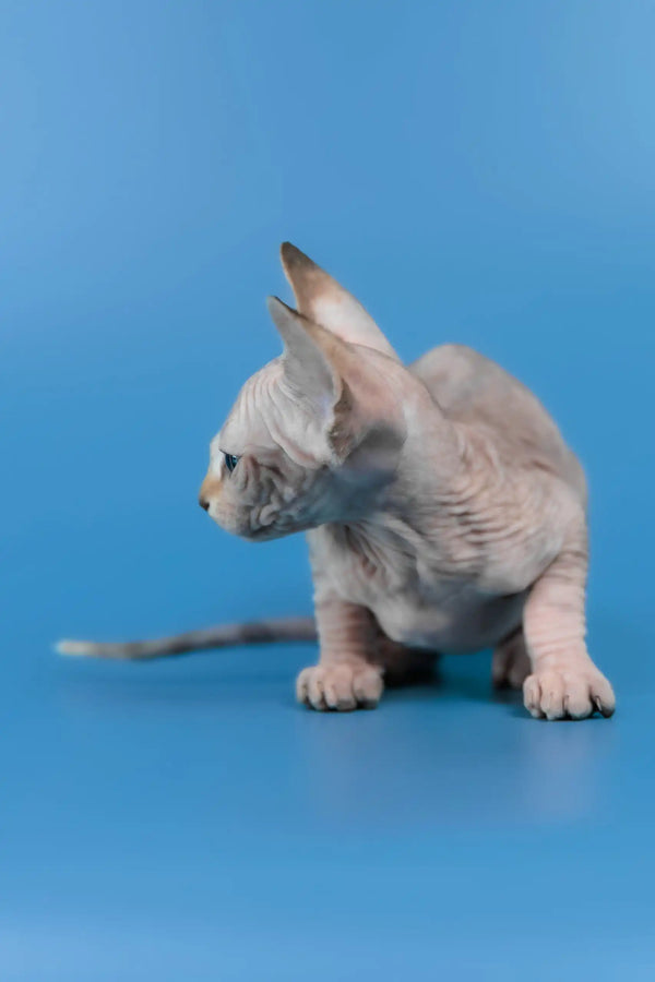 Laura | canadian sphynx kitten