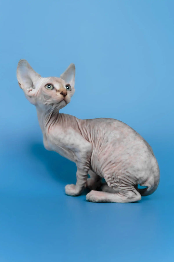 Laura | canadian sphynx kitten