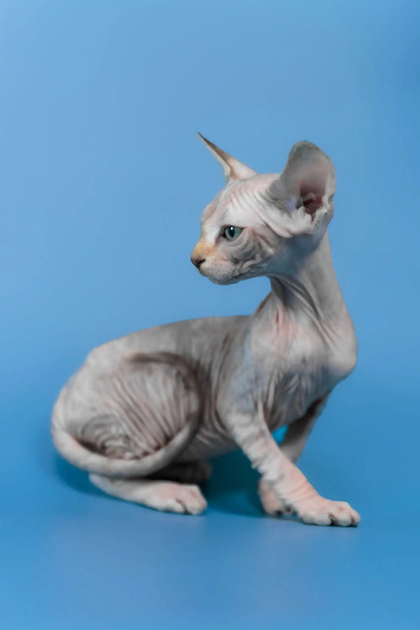 Laura | canadian sphynx kitten