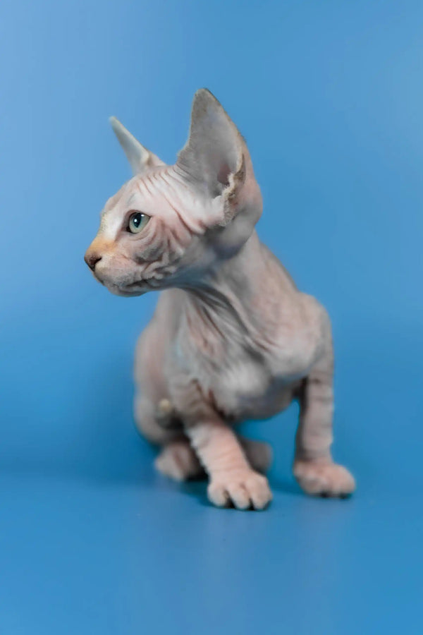 Laura | canadian sphynx kitten