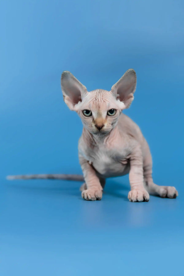 Laura | canadian sphynx kitten