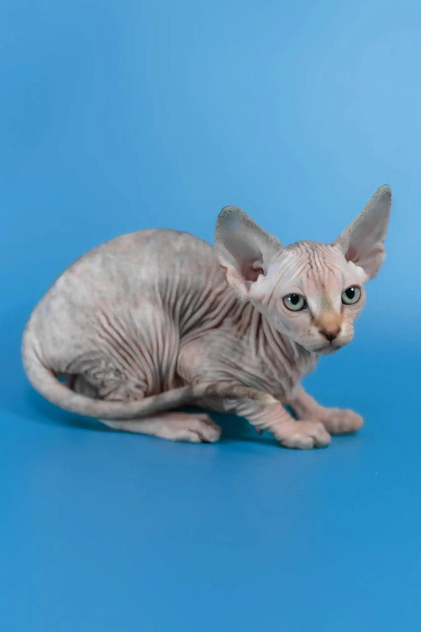 Laura | canadian sphynx kitten