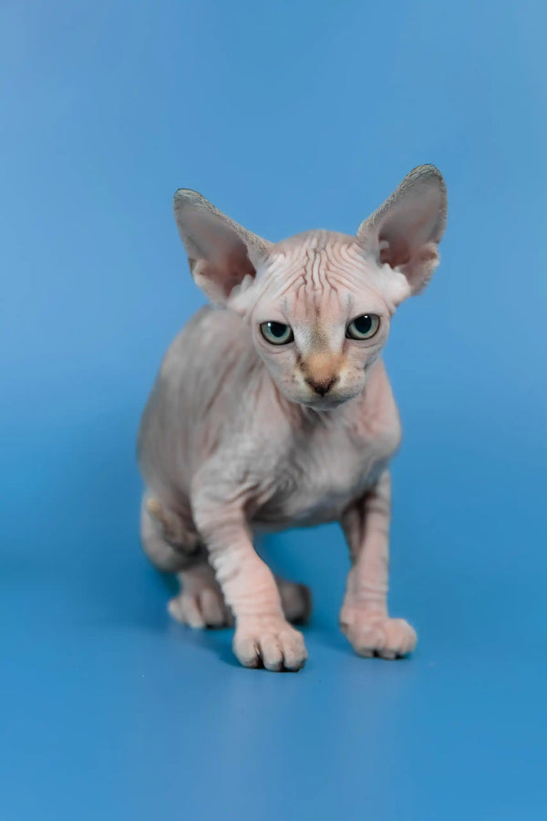 Laura | canadian sphynx kitten