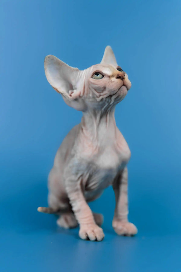 Laura | canadian sphynx kitten