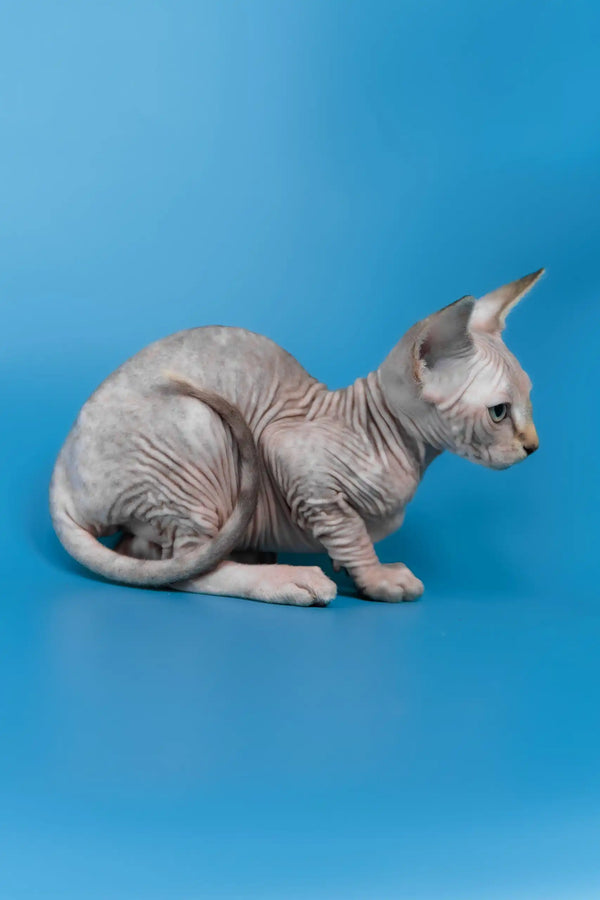 Laura | canadian sphynx kitten