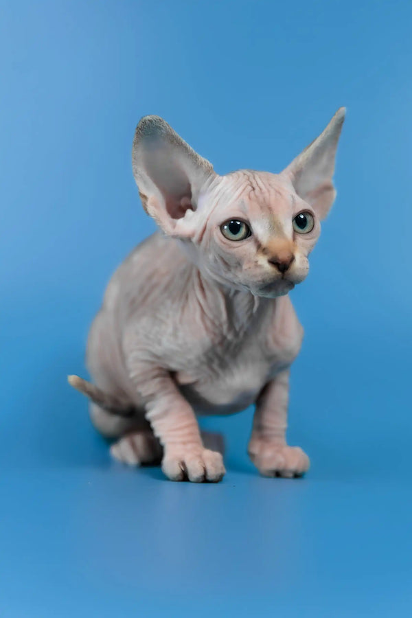 Laura | canadian sphynx kitten