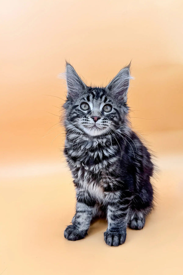 Adorable Maine Coon kitten with silver tabby coat and cute ear tufts, perfect companion