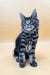 Gray tabby Maine Coon kitten with bright blue eyes and fluffy fur