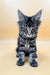 Gray tabby Maine Coon kitten Laura with fluffy coat and cute ear tufts