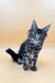 Gray tabby Maine Coon kitten with fluffy coat and ear tufts from Laura Maine Coon Kitten