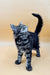 Gray Tabby Maine Coon Kitten with fluffy fur and upright tail, super cute