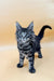 Fluffy gray Maine Coon kitten with alert eyes and a happy raised tail