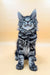 Adorable black tabby Maine Coon kitten looking up with big curious eyes