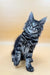 Cute silver tabby Maine Coon kitten with fluffy fur and alert eyes in Laura product