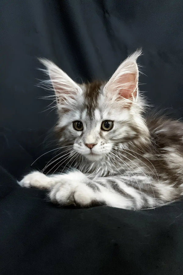Lavanda | maine coon kitten
