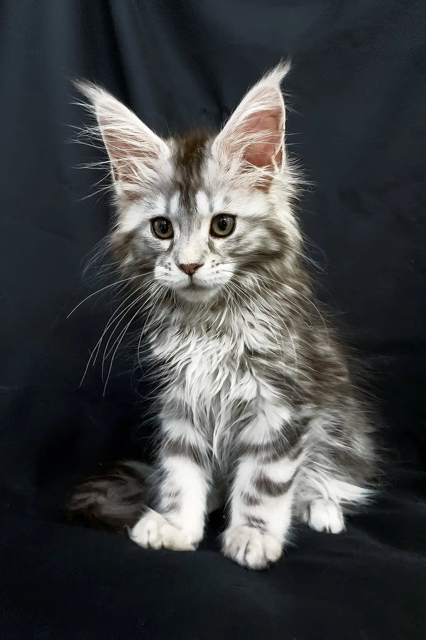 Lavanda | maine coon kitten