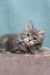 Lavanda | siberian kitten
