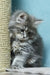 Lavanda | siberian kitten
