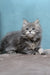 Lavanda | siberian kitten