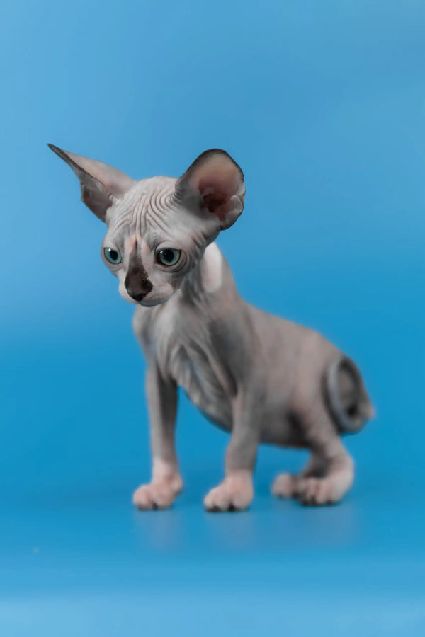 Lavr | canadian sphynx kitten