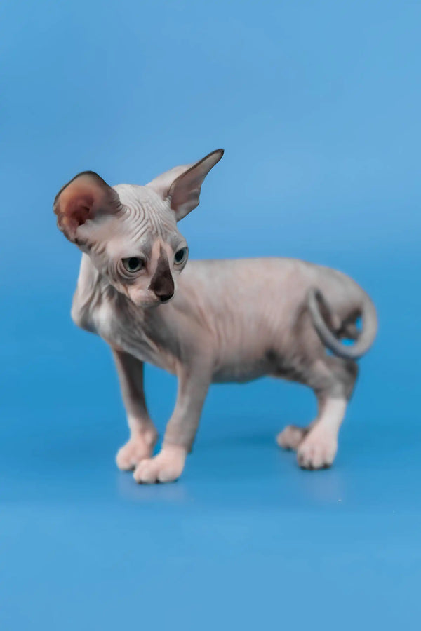 Lavr | canadian sphynx kitten