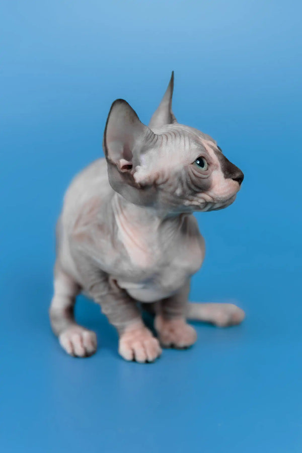 Lavr | canadian sphynx kitten