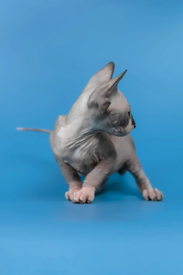 Lavr | canadian sphynx kitten