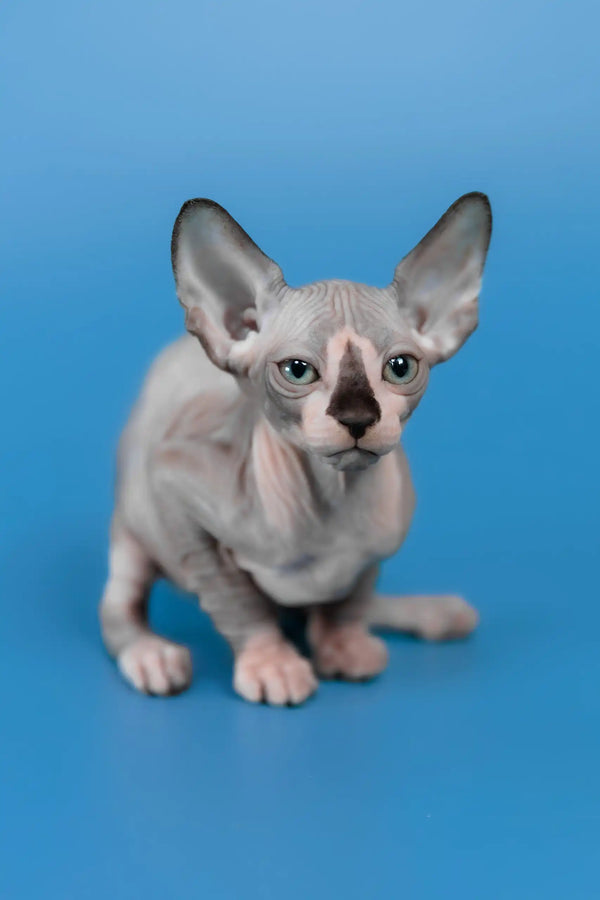 Lavr | canadian sphynx kitten