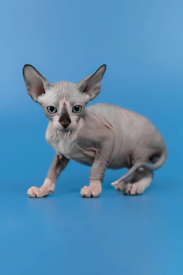 Lavr | canadian sphynx kitten