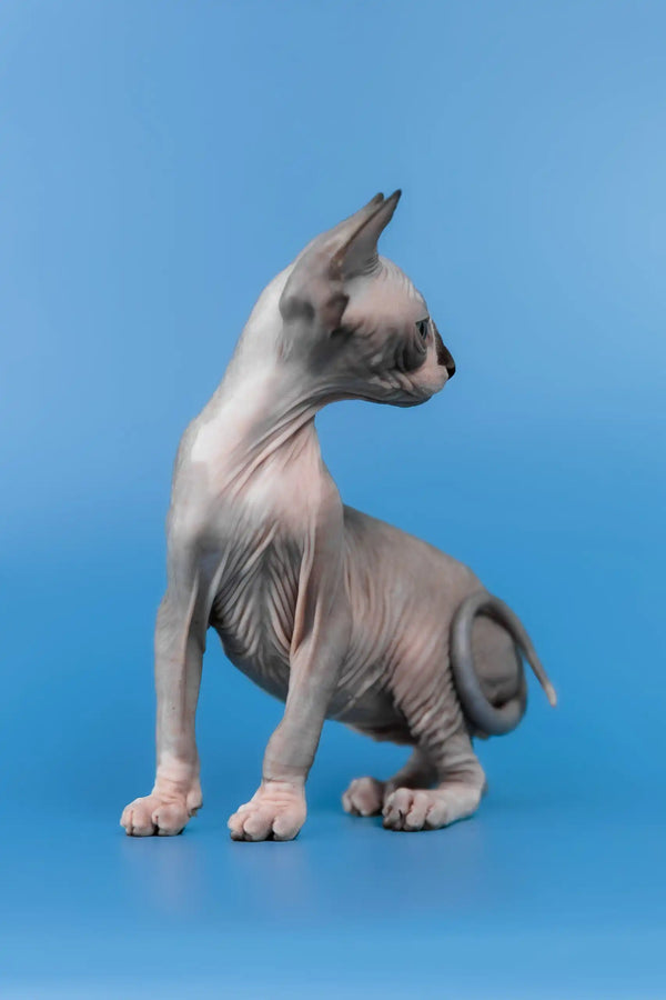 Lavr | canadian sphynx kitten