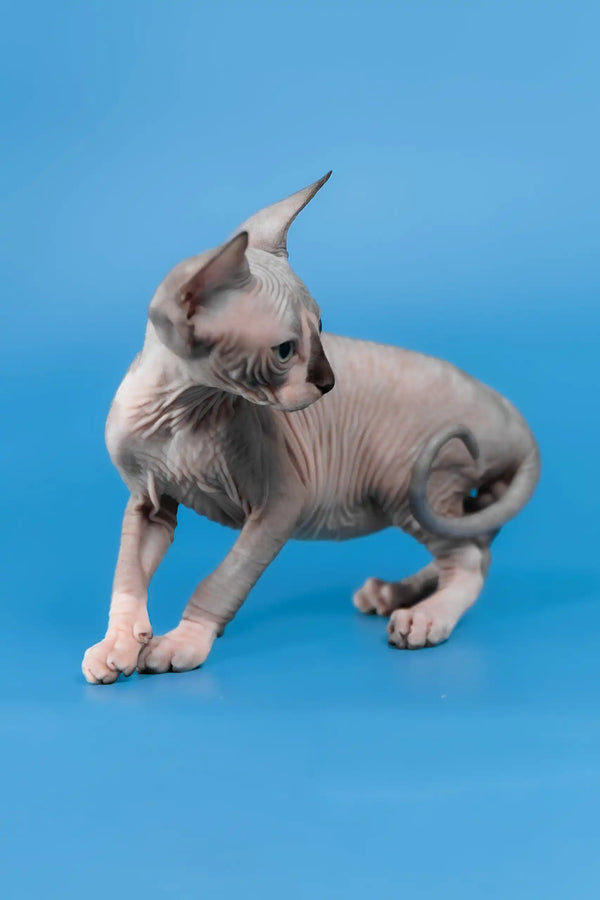 Lavr | canadian sphynx kitten