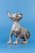Lavr | canadian sphynx kitten