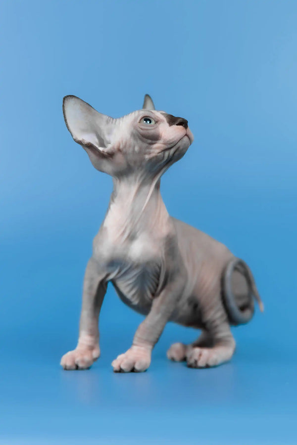 Lavr | canadian sphynx kitten