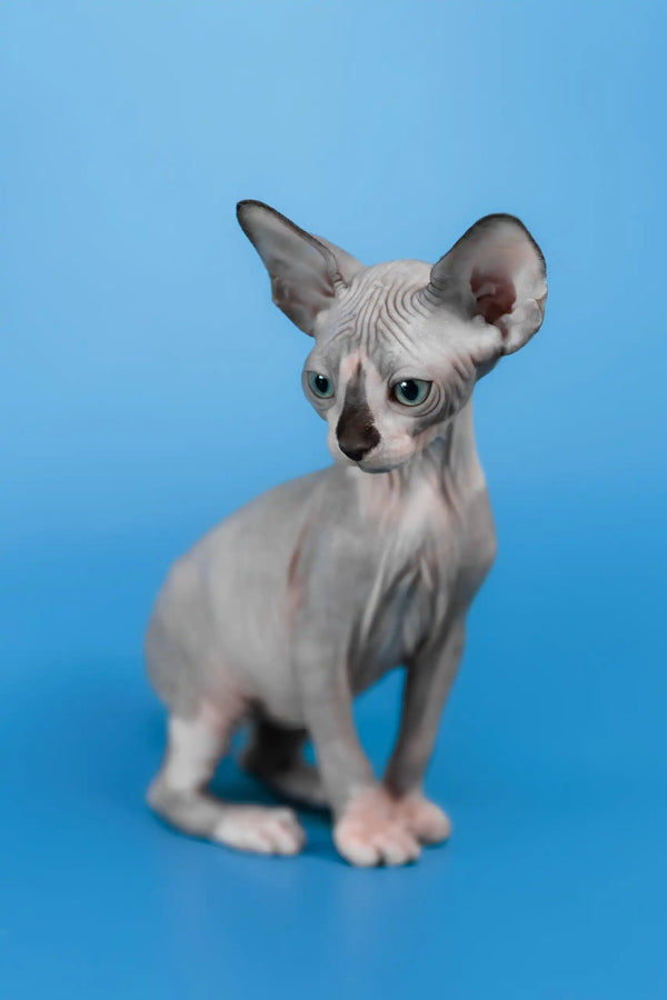 Lavr | canadian sphynx kitten
