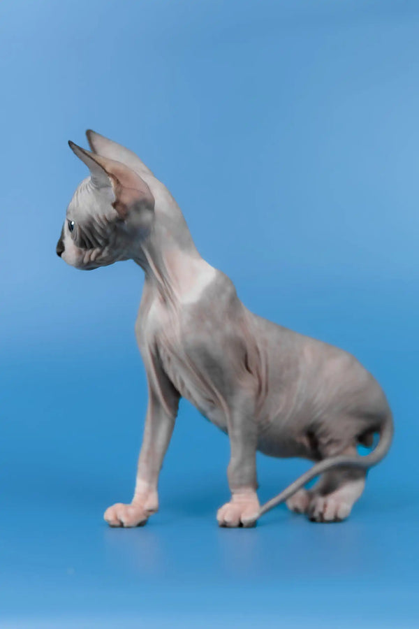 Lavr | canadian sphynx kitten